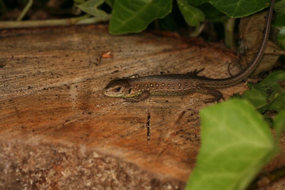 Lézard