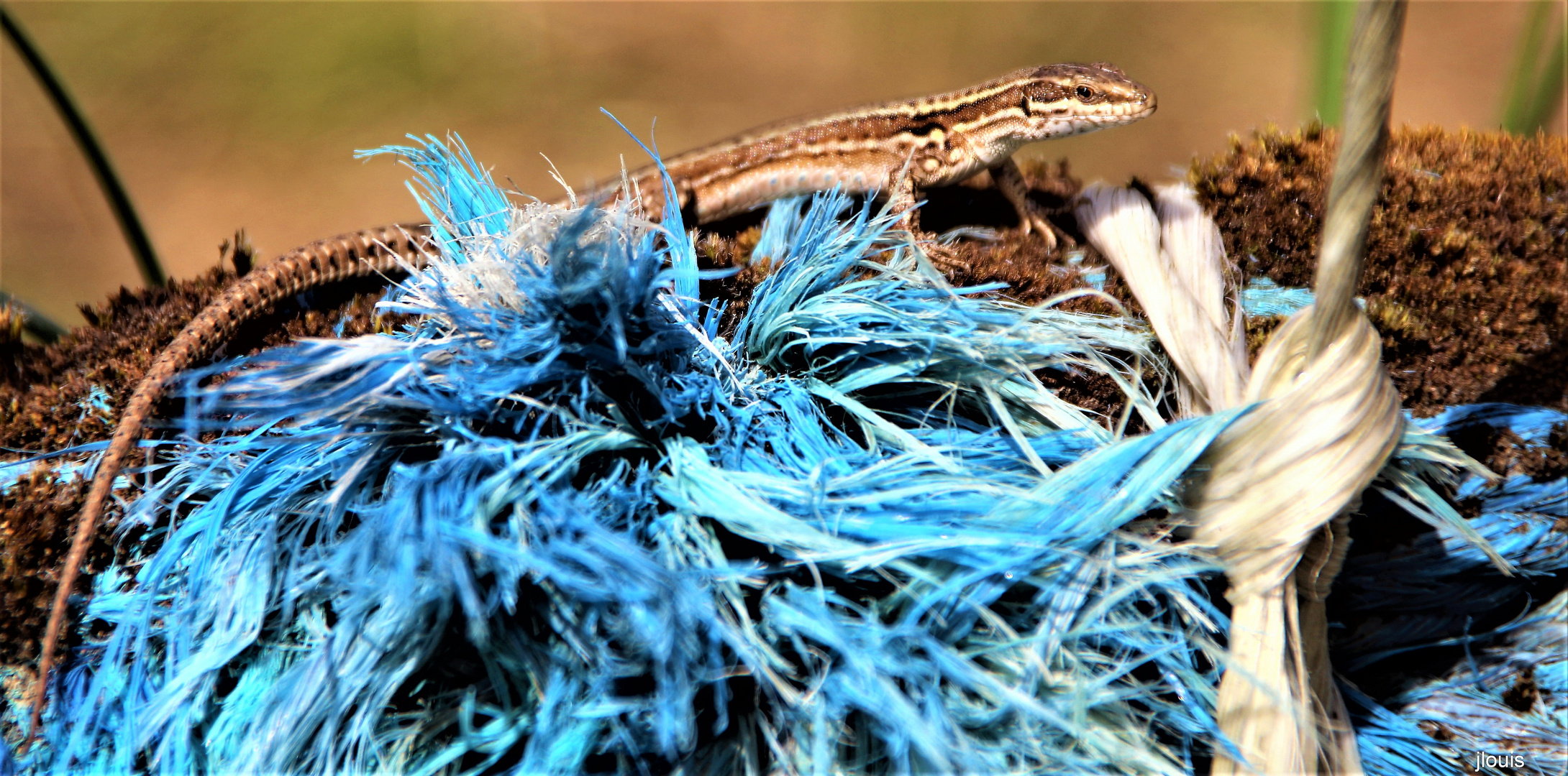 lézard