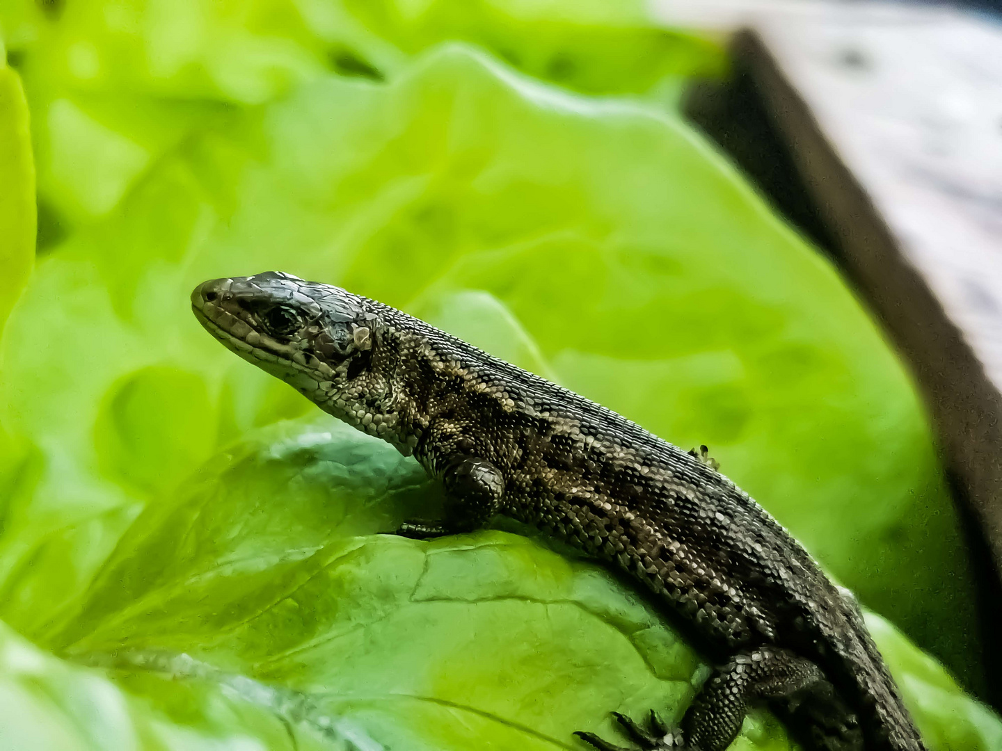 Lézard 