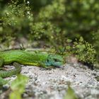 Lézard