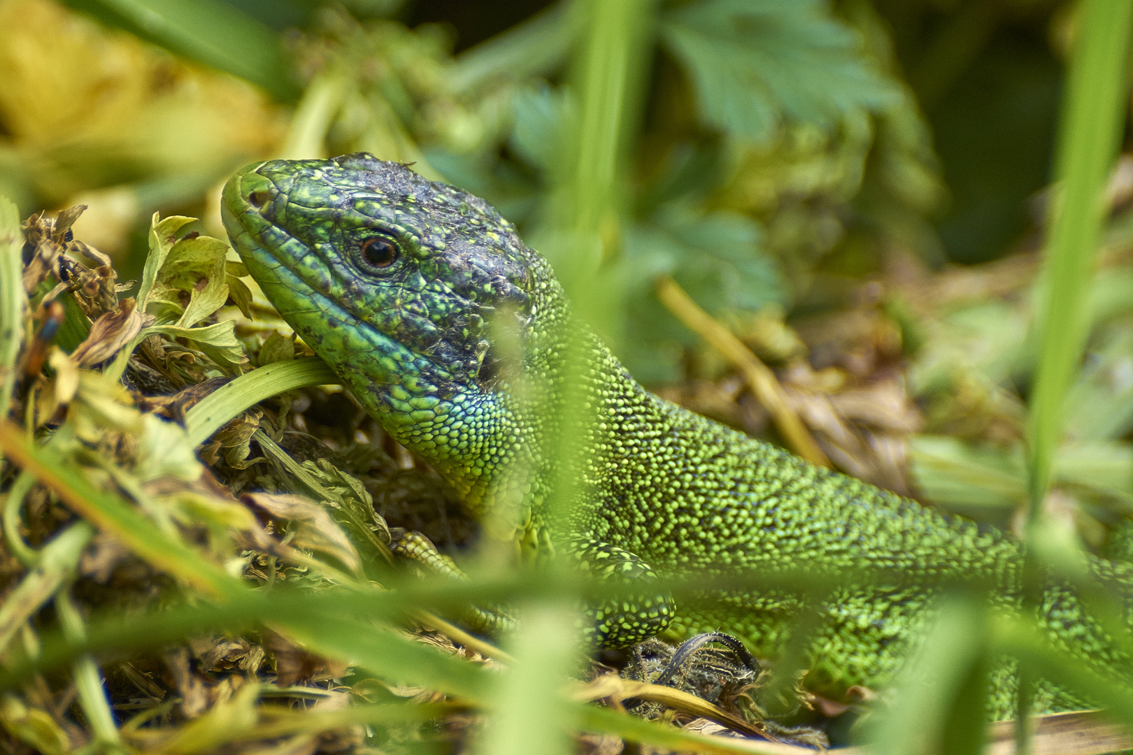 lézard