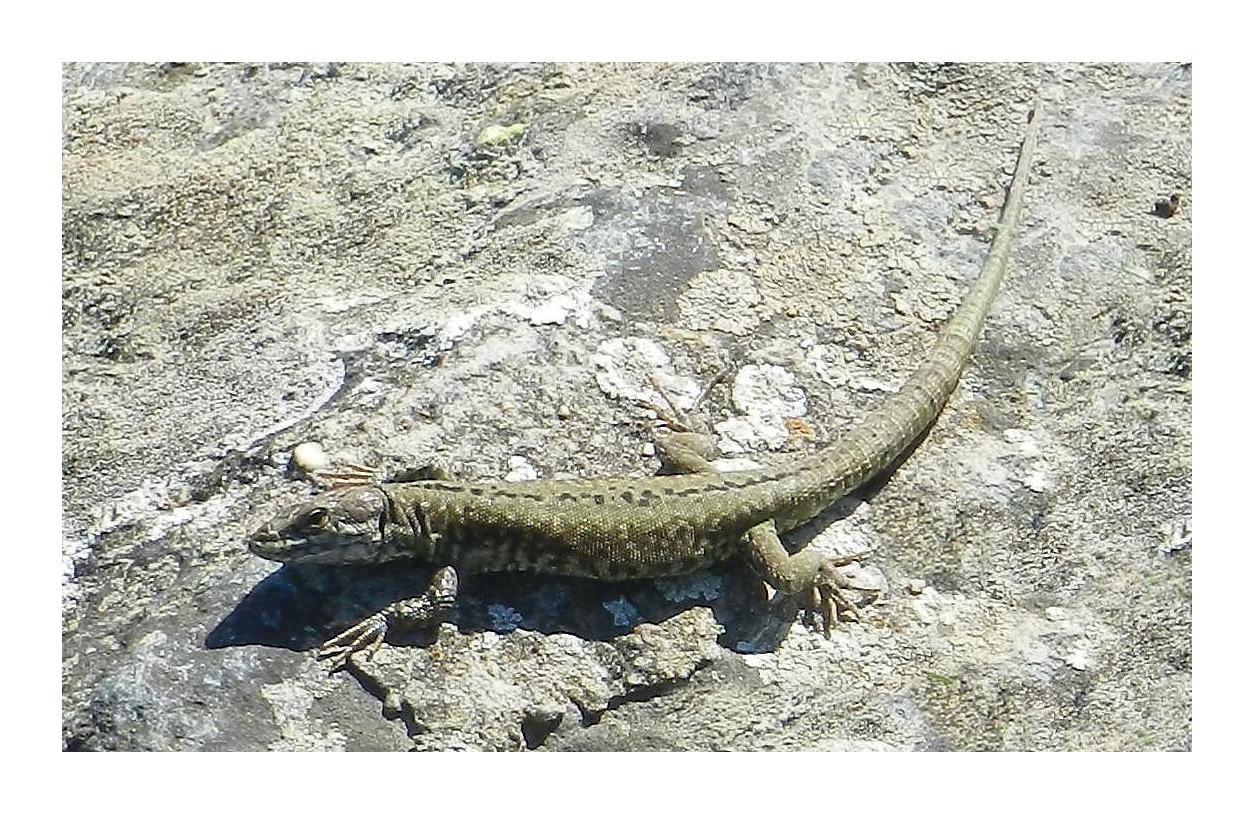 lézard