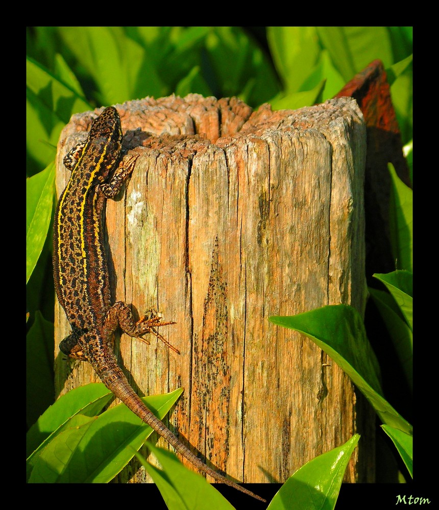 Lézard