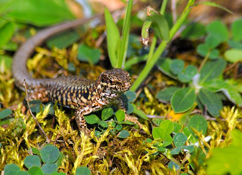 Lézard (3)