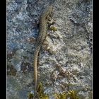 Lézard