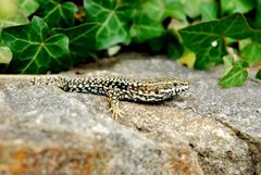 Lézard