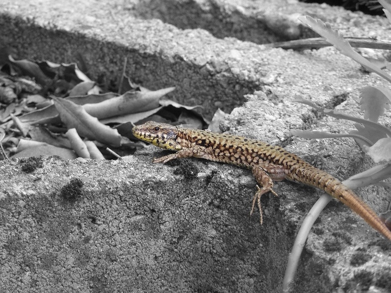 Lézard