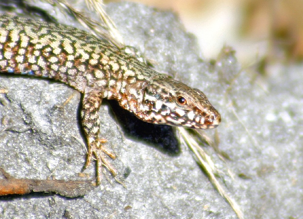 Lézard