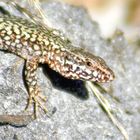 Lézard