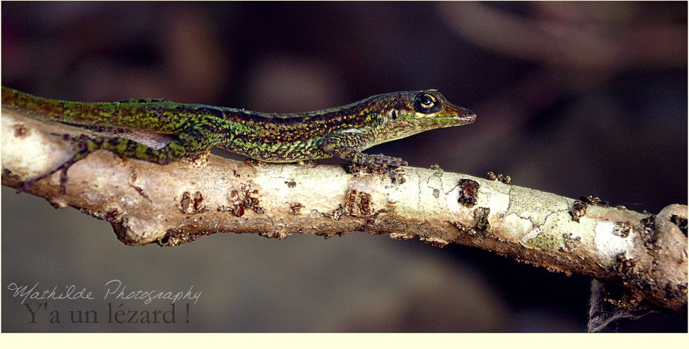 Lézard