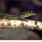 Lézard