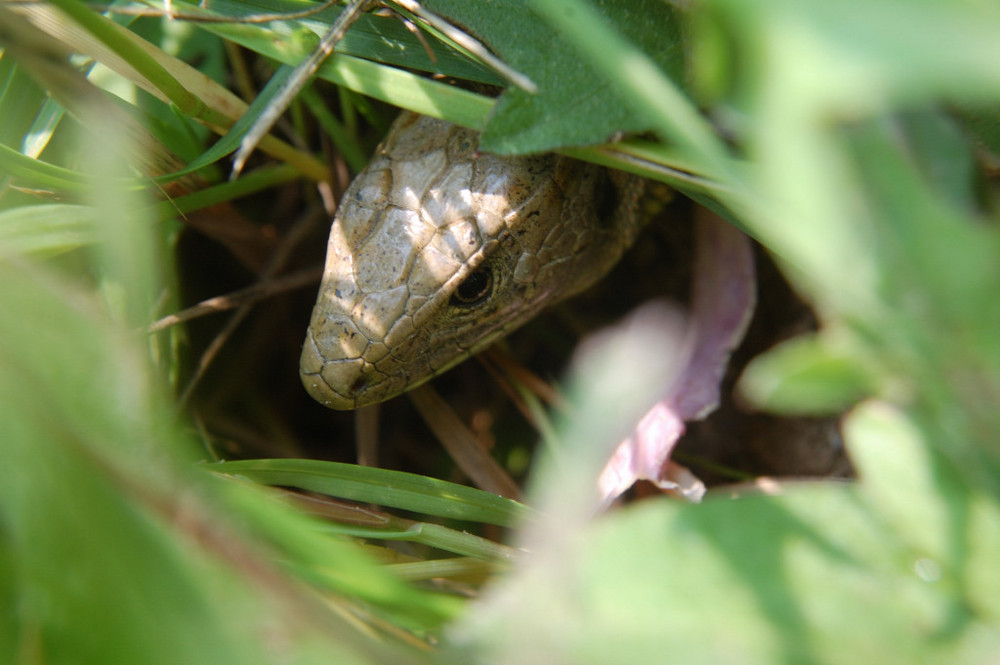 Lézard