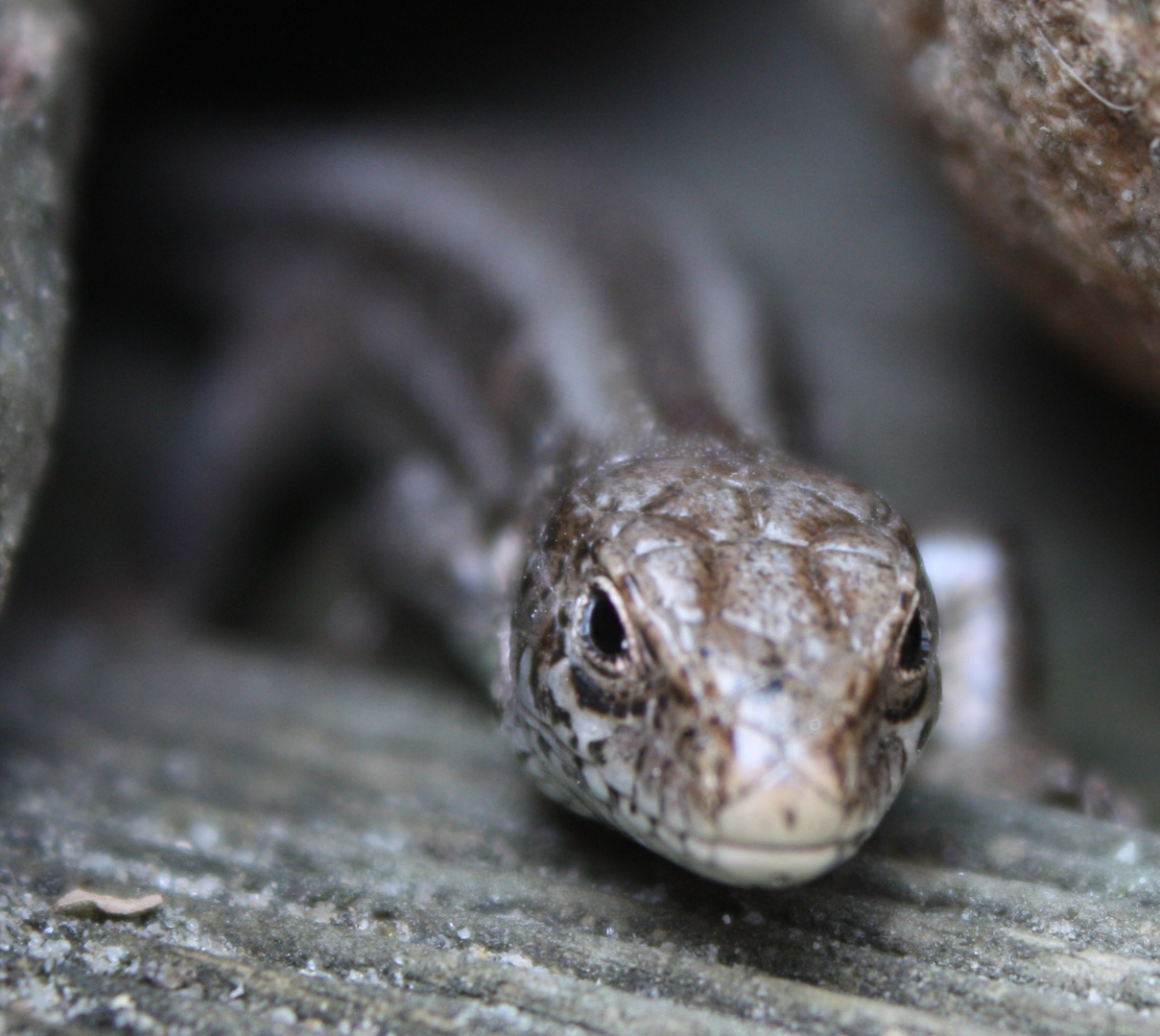 lézard