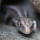 lézard