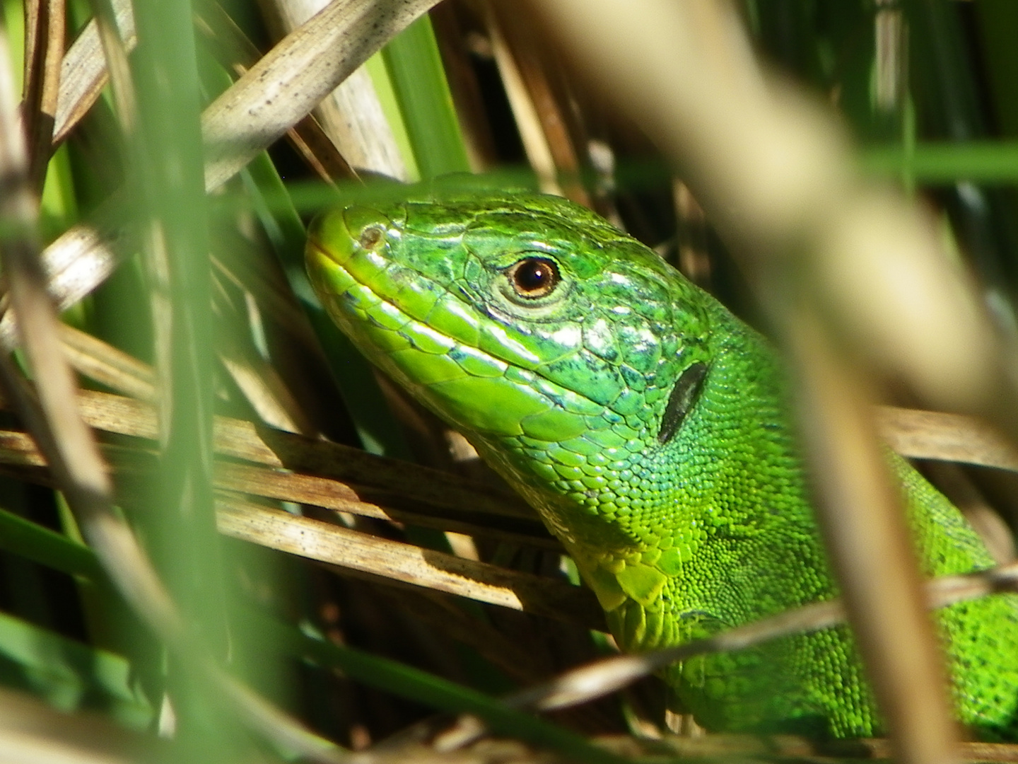 lézard