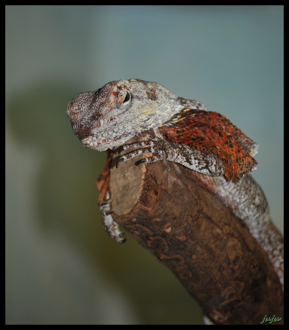 Lézard