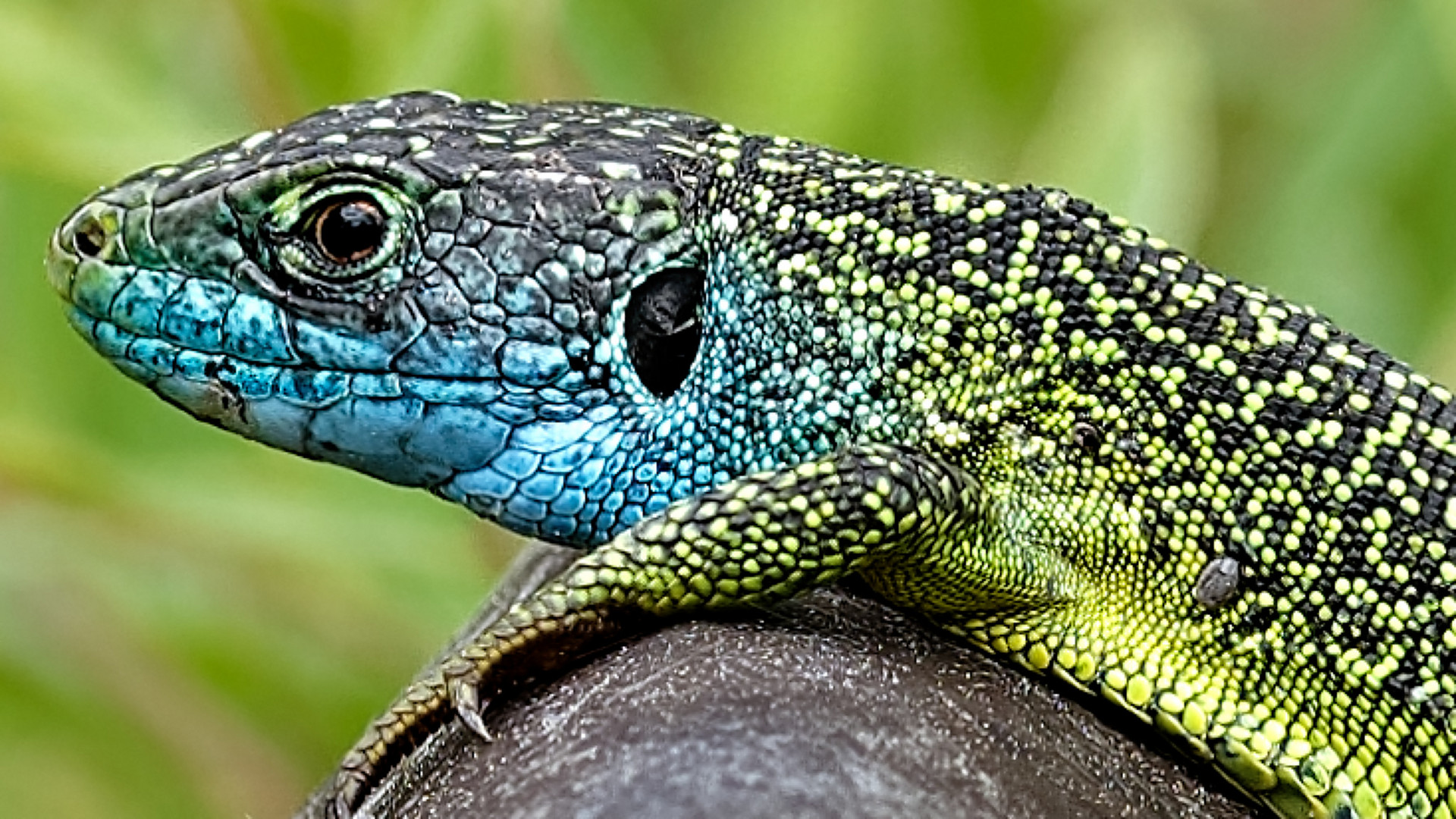 Lézard