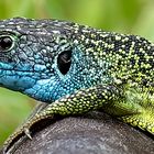 Lézard