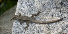 lézard