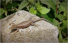 lézard