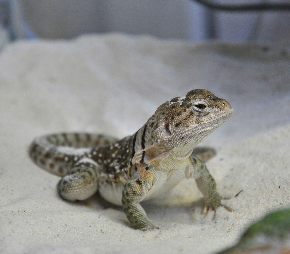 Lezard Photo Image Animaux Reptiles Amphibiens Nature Images At Photo Community