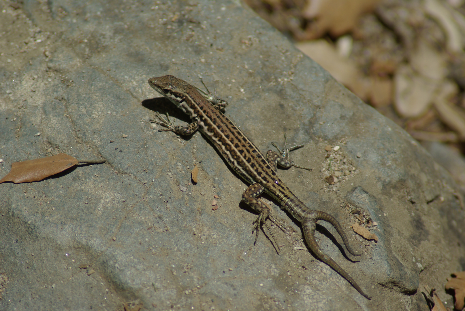 Lézard à fourche