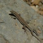 Lézard à fourche