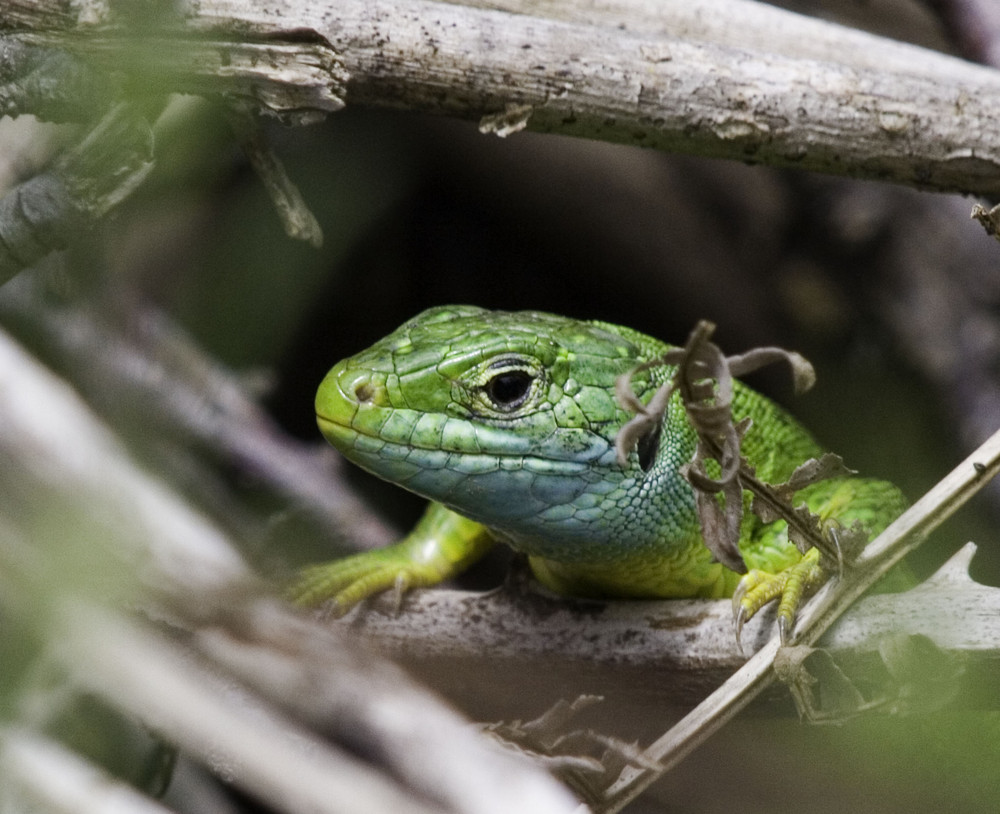 lézard à l'affut