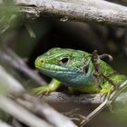 lézard à l'affut