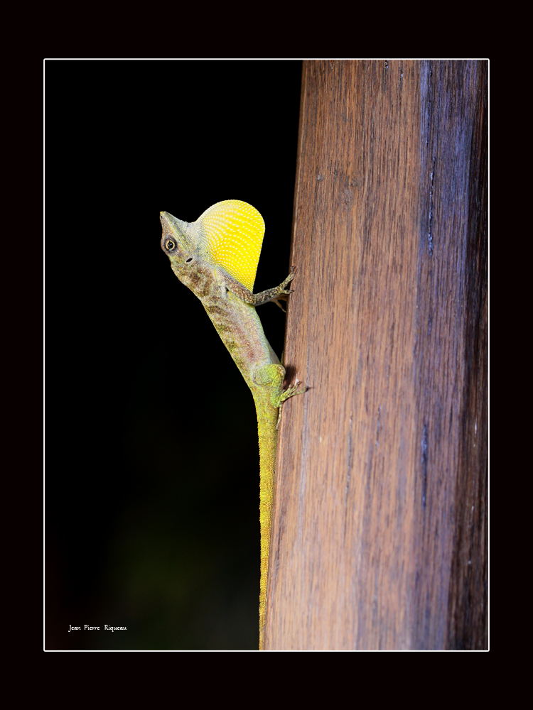 Lézard Anoli de Martinique