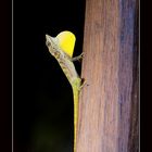 Lézard Anoli de Martinique