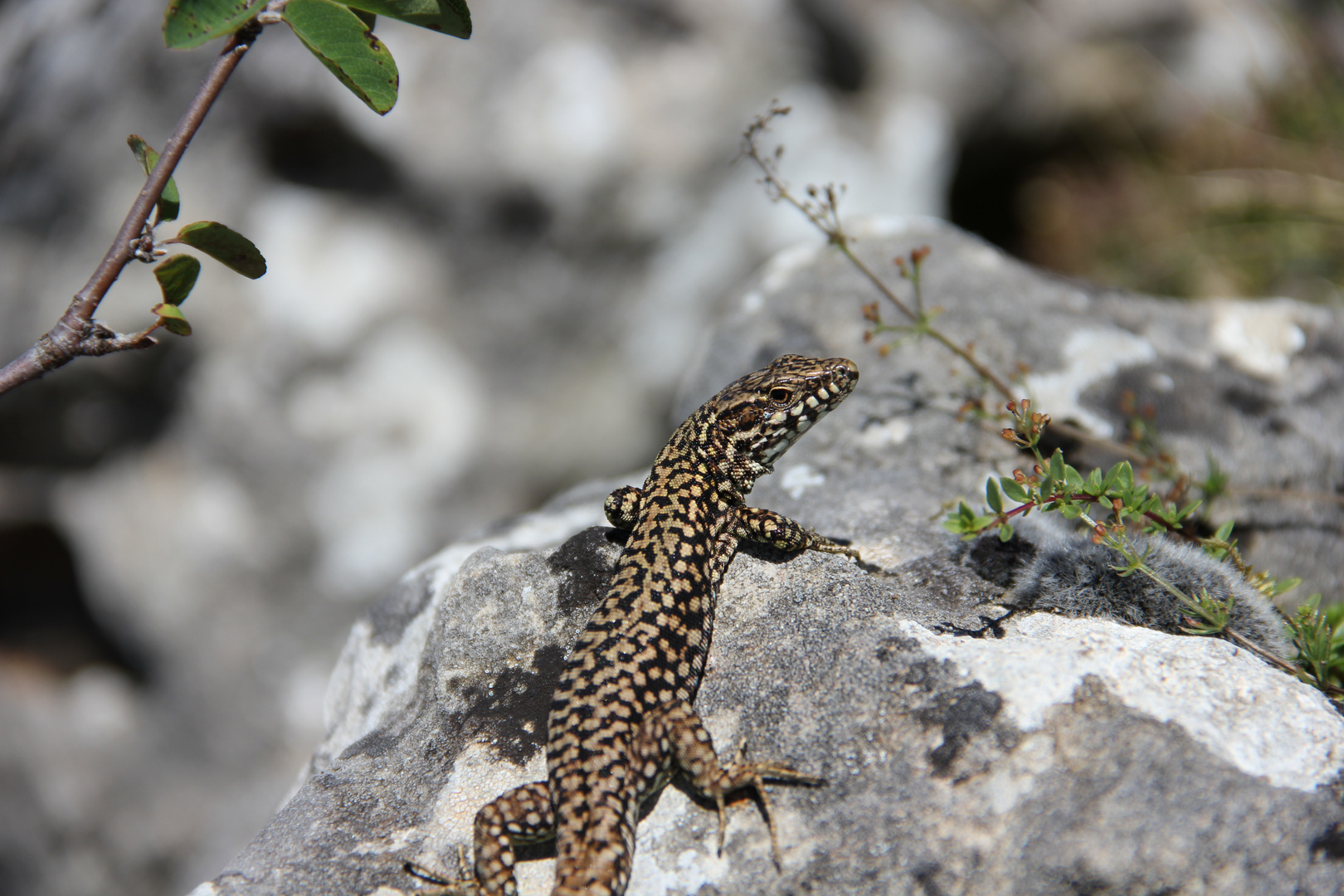 Lézard au soleil