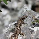 Lézard au soleil