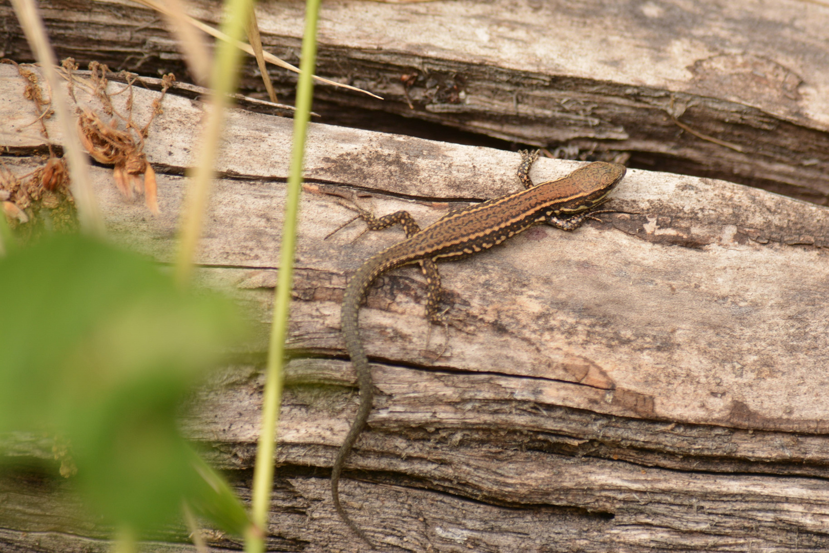 Lézard au soleil