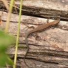 Lézard au soleil