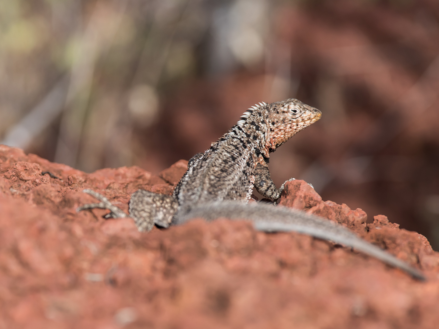 Lézard aux Galapagos