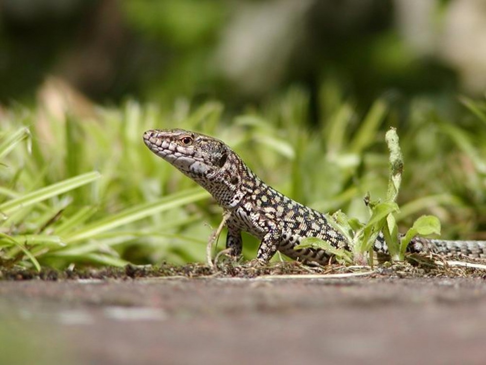 Lézard