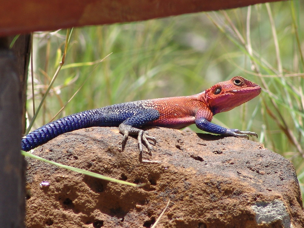 lezard bicolore du Kenya