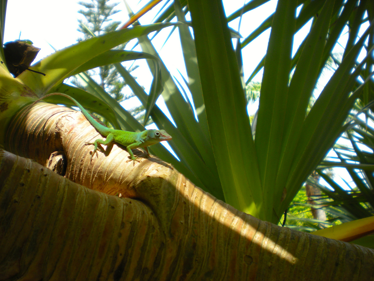 Lézard camouflé