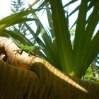 Lézard camouflé