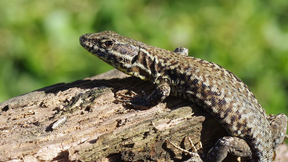 Lézard commun