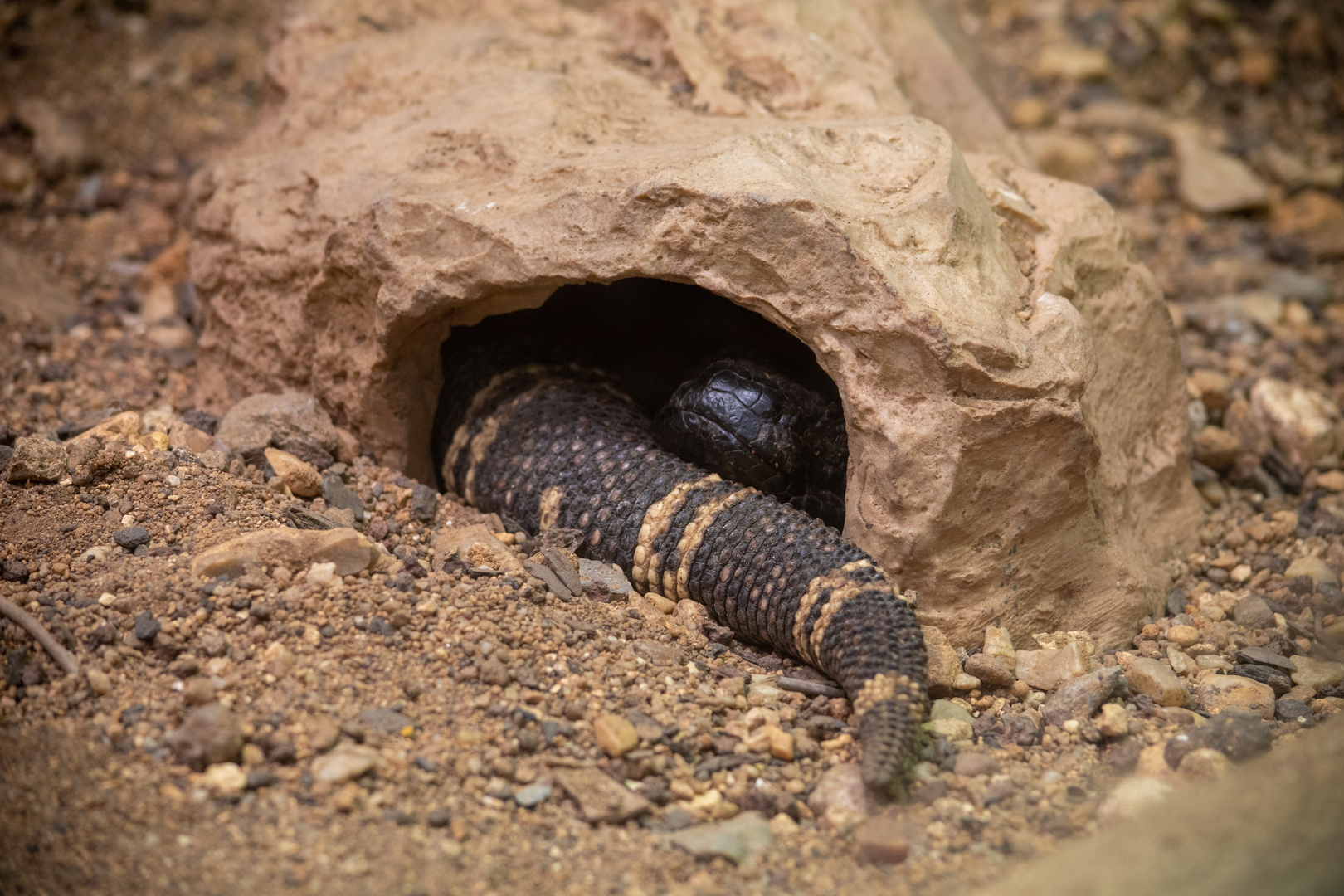 Lézard cozy