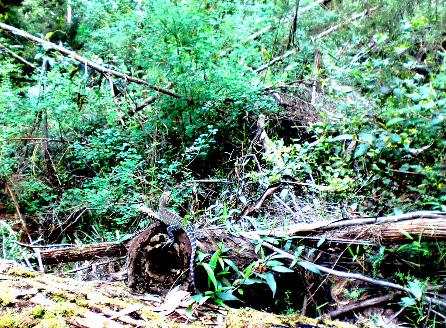 Lézard dans la forêt dans l'état du Victoria en Australie