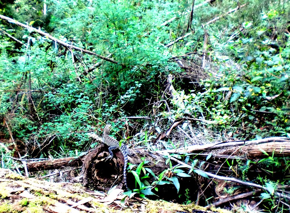 Lézard dans la forêt dans l'état du Victoria en Australie