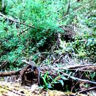 Lézard dans la forêt dans l'état du Victoria en Australie