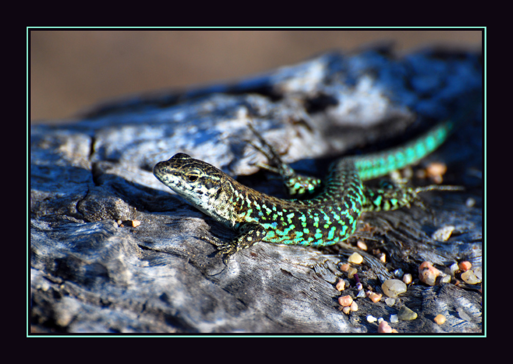 Lezard de Corse