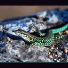 Lezard de Corse