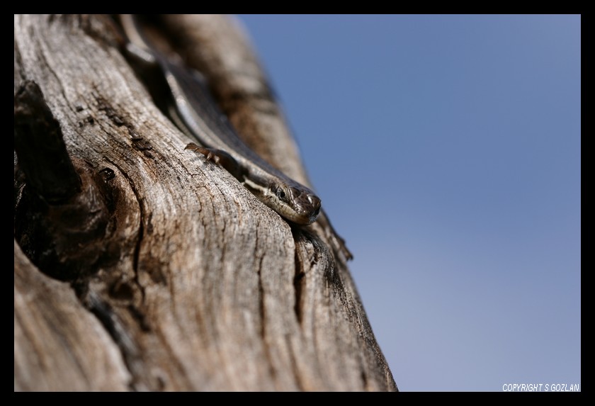 Lézard de la Blyde River Canyon