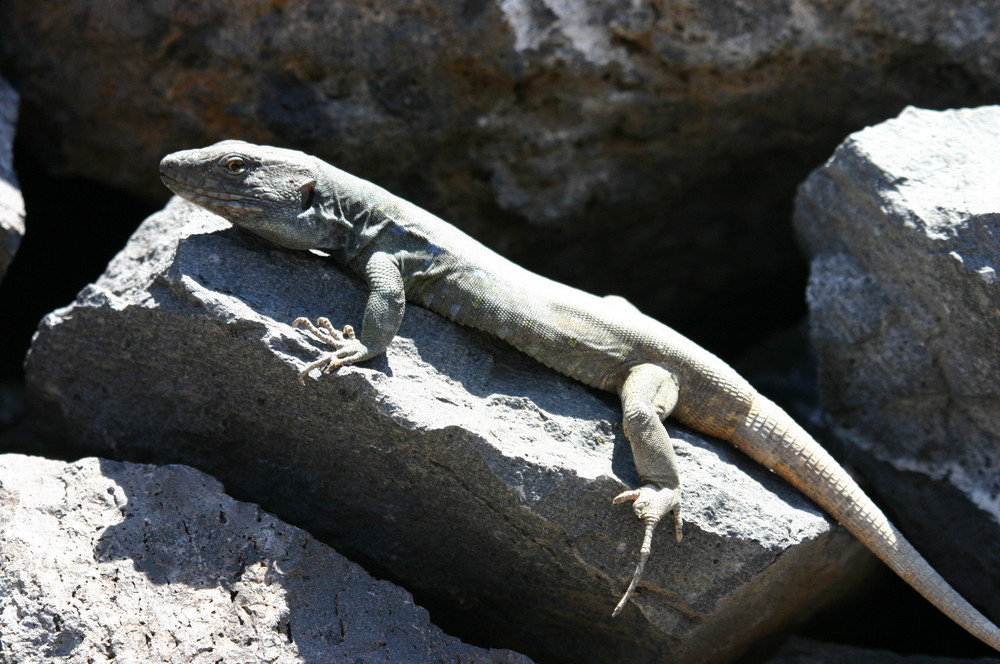 lézard de l'île ténérif