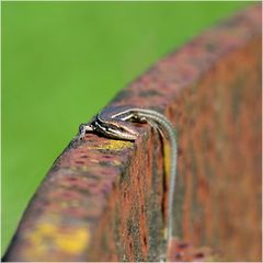 Lézard de muraille sur bandage de roue